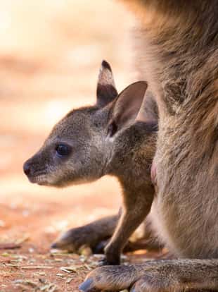 A dusty scene, a kangaroo joey hangs from the pouch of the mother