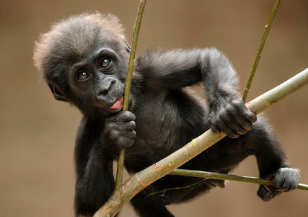 a cute young gorilla trying to climb