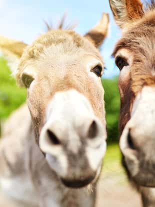Closeup shot of two donkeys on a farm
