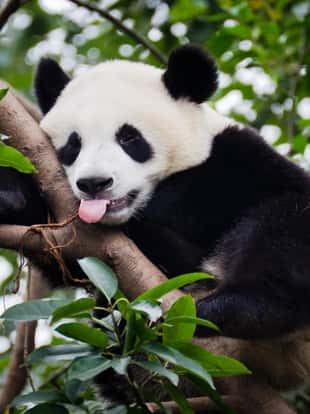 "A panda in a tree, sticking out its tongue. Picture taken at the Panda Research and Breeding Center in Chengdu, China."