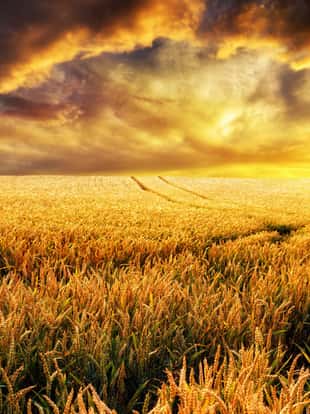 Dreamy sunset on a gold wheat field with tracks leading to the sun, focus on the foreground plants