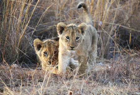 A pair of young Lion cubs (Panthera leo) in the grass of Kruger National Park.