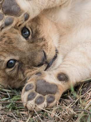 Tiny lion cub playing under close supervision of their mother, in the wilds of the Masai Mara, Kenya