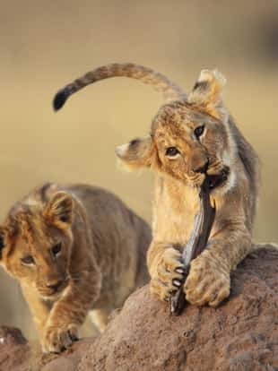 Two cute little lion cubs playing with a stick, on a termite mound in the Masai Mara, Kenya