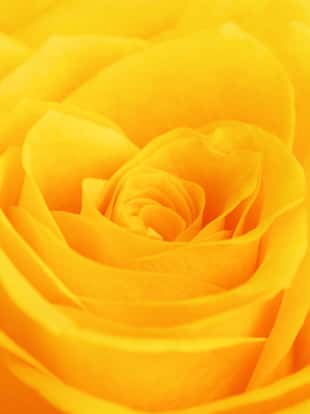 single yellow rose flower background, close up