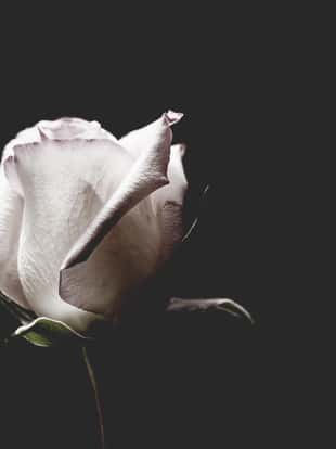 Macro view of a single white rose with dark black background