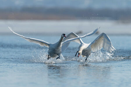 Two male swans, Cygnus olor, during a fight for supremacy in mating season on the River