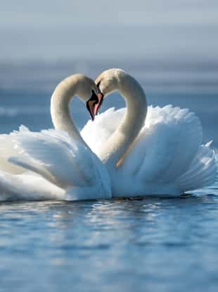 Romantic couple of swans on the lake. Swan reflection in water