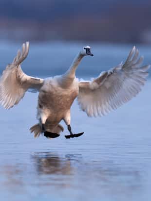 Mute swan, Cygnus olor, single bird in flight at evening