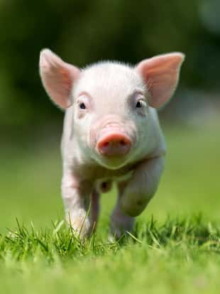 Newborn piglet on spring green grass on a farm