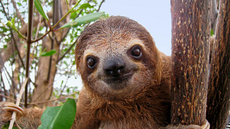 Cute face of young brown-throated sloth, Central America