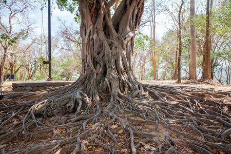 Banyan tree thailand