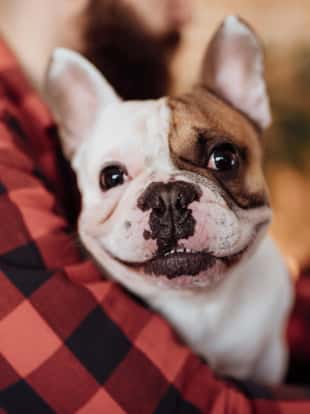 Close up of a cute French bulldog