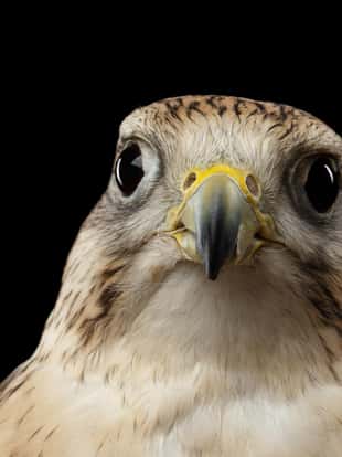 Close-up Bird Portrait Saker Falcon, Falco cherrug, isolated on Black background