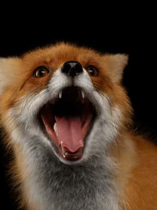 Closeup Portrait of Smiled Red Fox Isolated on black background