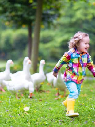 Funny happy little girl, adorable curly toddler wearing a colorful rain jacket, running in a park playing and feeding white geese birds on a warm autumn day in a city forest