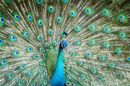 peacock showing its beautiful feathers