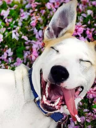 happy dog among the flowers in the meadow.