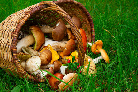 mushrooms in willow basket on soft  green grass