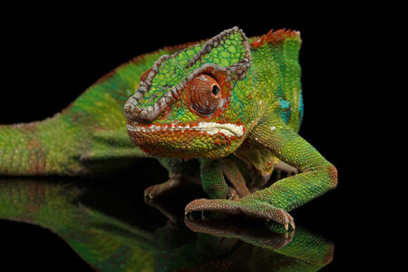 Sneaking Panther Chameleon, reptile with colorful body on Black Mirror, Isolated Background